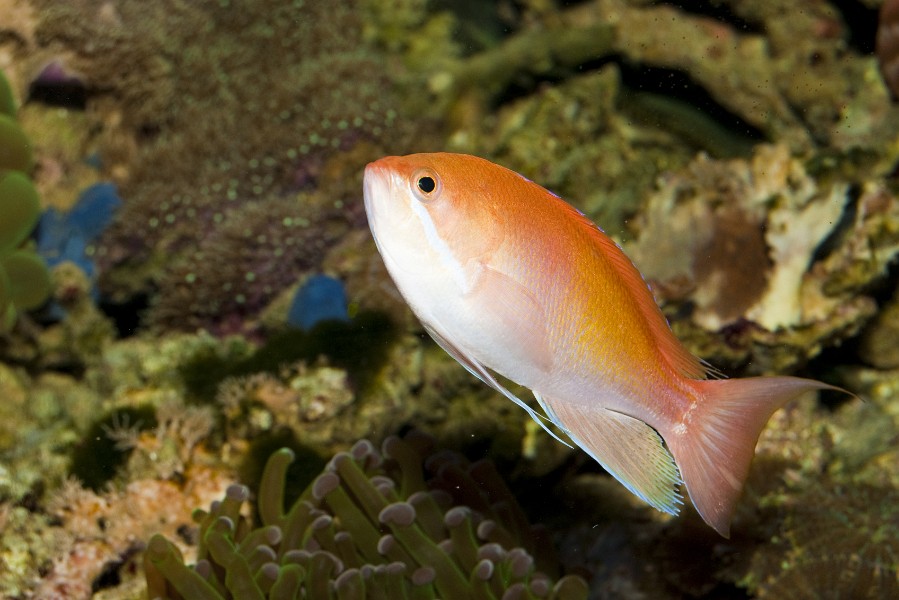 Anthias Fish in Coral Reef Saltwater Aquarium